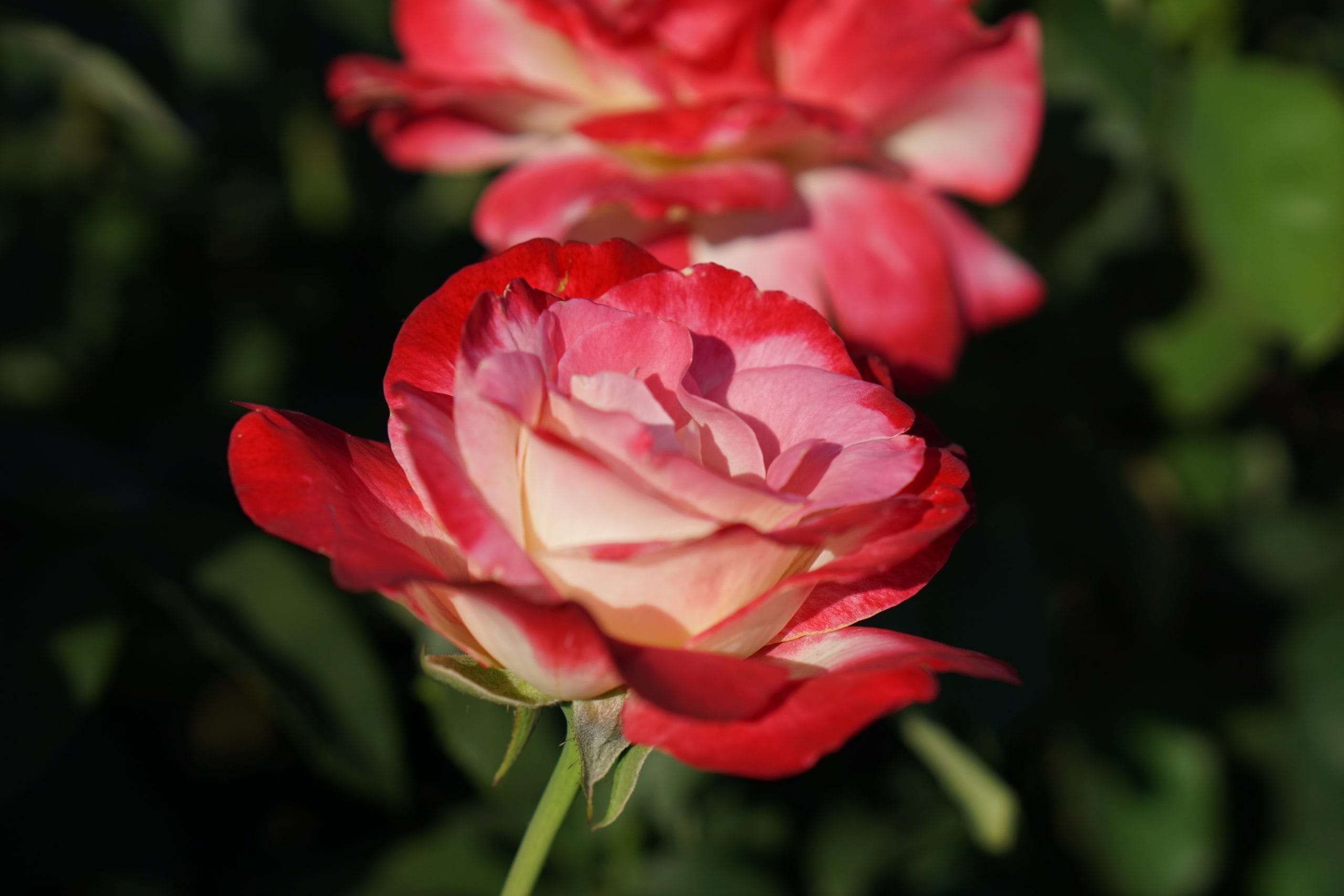 Double delight