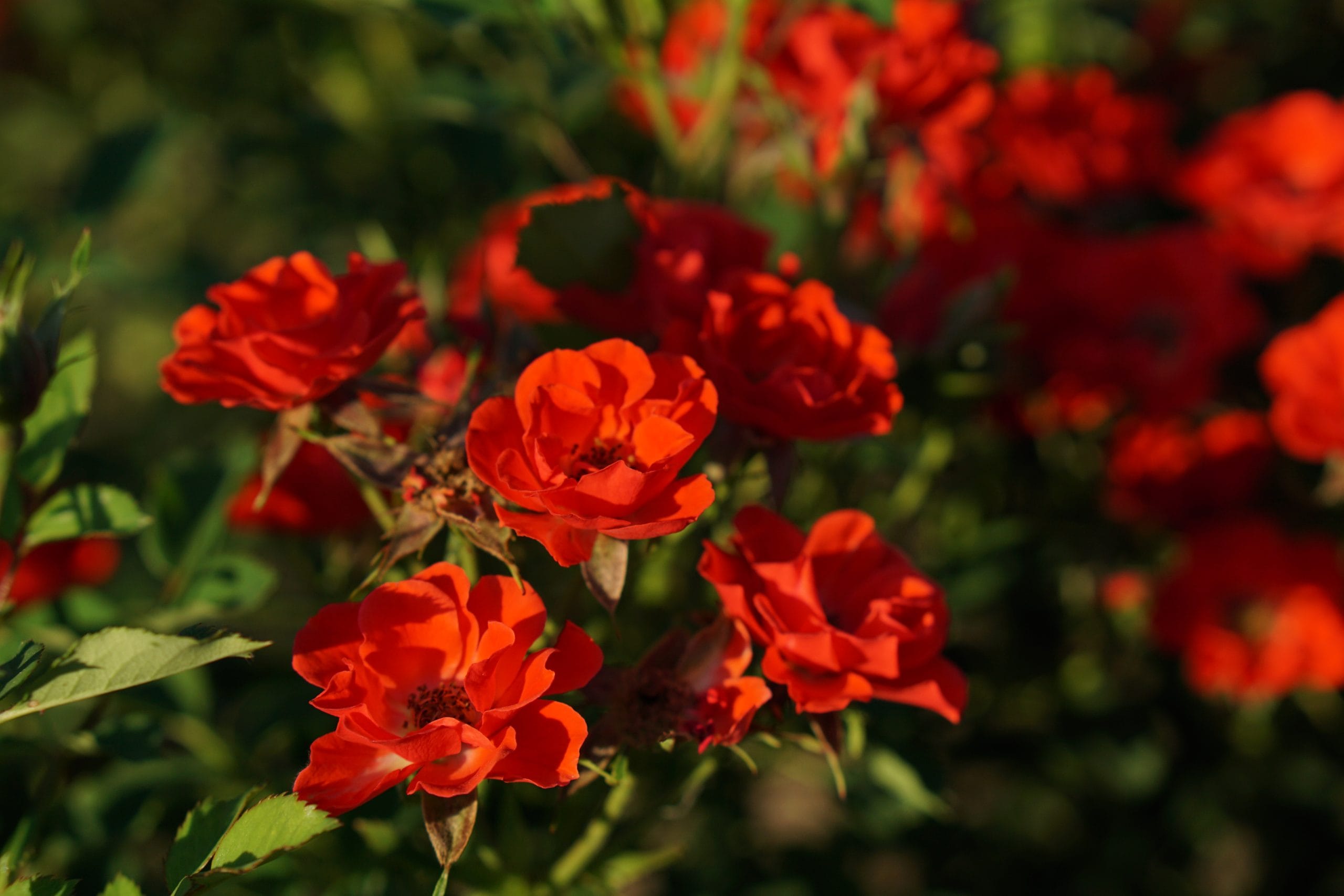 Red meidiland